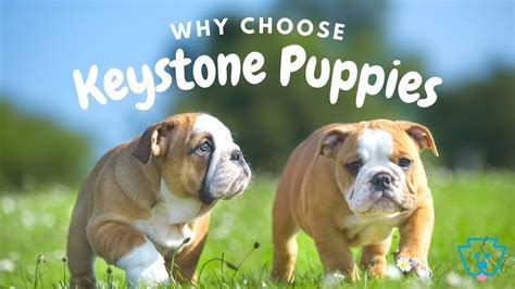  Every Keystone Puppies Breeder complies with laws and regulations relating to the puppies they raise, the dogs they breed, and the facilities where our furry friends live