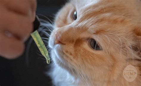  Every cat will respond to CBD differently