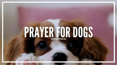  Every dog and puppy in our program is prayed for daily