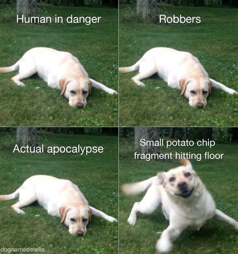  Every dog reacts differently