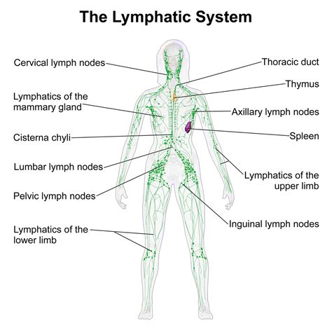  Every lymph node is affected