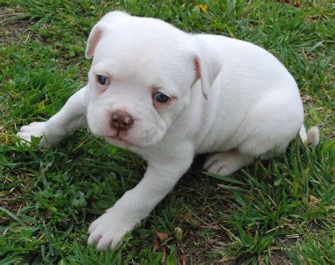 Every one of our American Bulldog puppies for sale is raised in a home—never in a kennel or outside