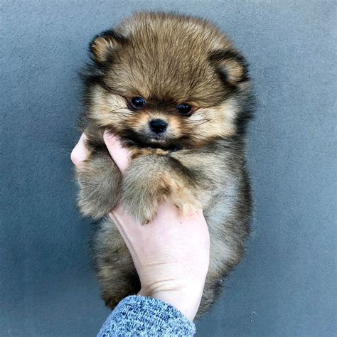  Every puppy buyer should start here!  Pomeranian Puppies For Sale