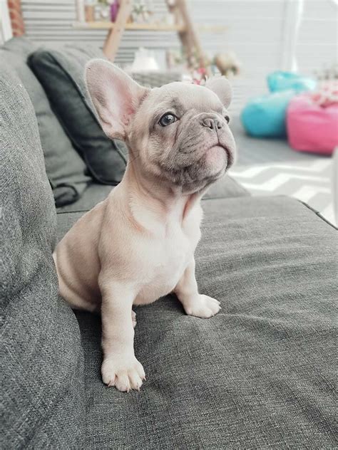  Every single French Bulldog puppy are well socialized and you can expect a playful, smart, inquisitive and loving professional Snuggle Bug