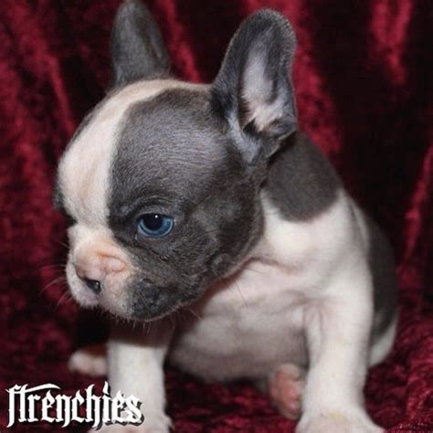  Every single one of our puppies we sell come with lifetime 24 hour support for their Silverblood Frenchies Puppy for life! Feel free to check out our testimonials page to hear from just a handful of our previous happy customers