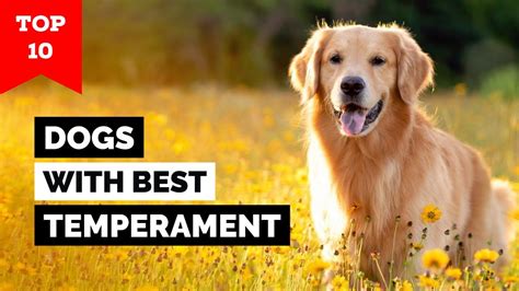  Everybody wants their dog to have a good temperament, and for their dog to be loving