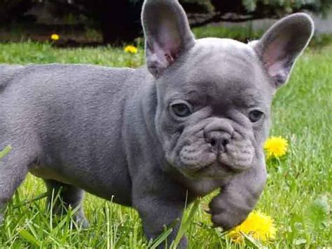  Excellent Lilac Frenchies have a distinct color and vibrant eyes