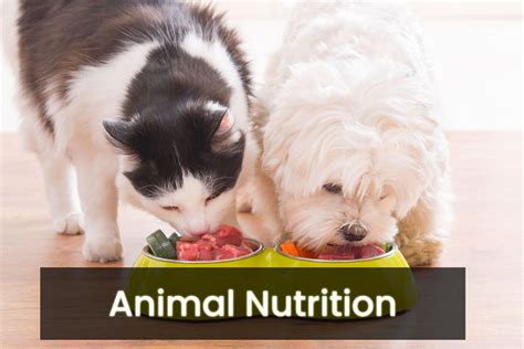 Excellent nutrition is important in order to have a healthy and happy dog