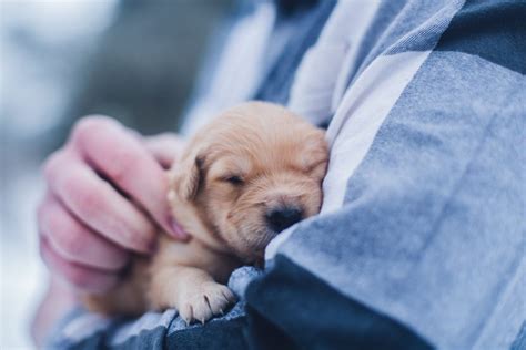  Exceptional care We treat every puppy as a family member from the moment they are born