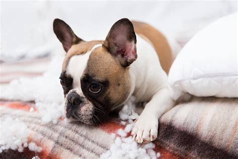  Excessive chewing or destructive behavior If your French Bulldog is bored, they may also resort to destructive behavior such as chewing furniture or shoes