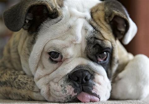  Exercise: Bulldogs are not highly active dogs and prefer shorter, moderate walks