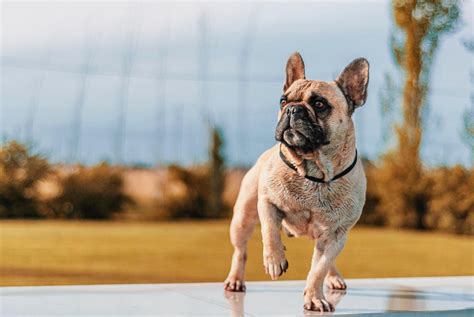  Exercise Although Frenchies are thought to be less high maintenance than some breeds when it comes to exercise, they still love to keep busy and exercising is a huge part of that