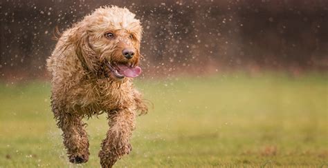 Exercise Needs Both the breeds that make up the Cockapoo are active and enjoy exercise and will be happy with between an hour or two hours every day