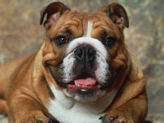  Exercise The English Bulldog needs to be taken on a daily walk to fulfill its primal canine instinct to migrate