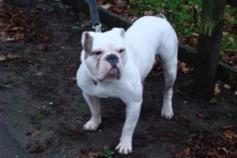  Exercise This Bulldogge can handle any amount of exercise