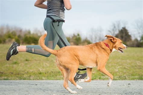  Exercise Your Pet Earlier: Help your dog release energy with a long walk