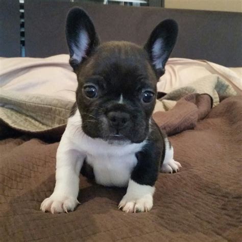  Expect to pay less for a French Bulldog puppy …
