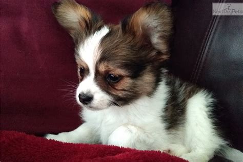  Expect to pay less for a Papillon puppy for sale without papers, however, we