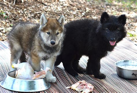  Expect to pay less for a Wolf Hybrid puppy for sale without …