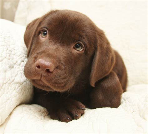  Experience the love, joy, and comfort this amazing breed has to offer with a chocolate Labrador Retriever puppy of your own from Hidden Pond Labradors