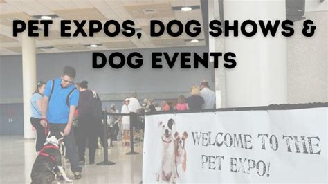  Experience the vibrant dog show scene by attending events like the Fiesta Dog Shows, where fellow dog aficionados come together to celebrate their love for their cherished pets