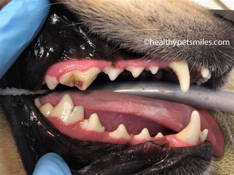  Exposed canine teeth are to be faulted