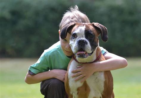  Extremely patient and gentle, the Boxer breed is good with children