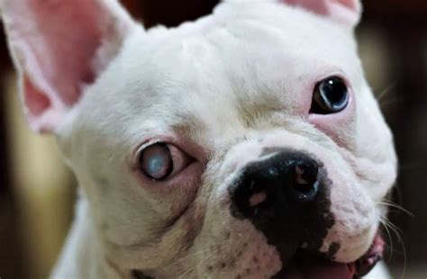  Eye Problems: The French Bulldog dog breed is susceptible to common eye issues, including cataracts and cherry eye