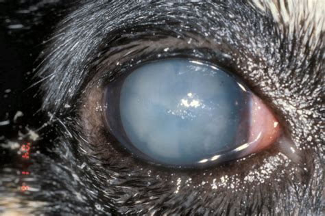  Eye Problems Finally, this mixed breed is also prone to eye problems such as cataracts and progressive retinal atrophy