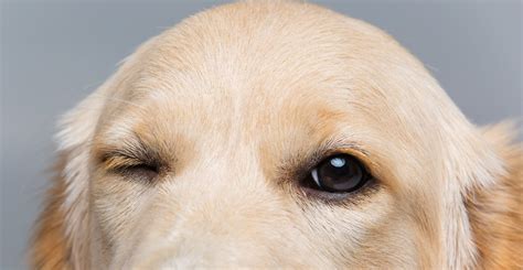  Eye issues are the only major concern for this hybrid dog