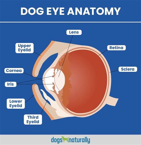  Eye s missing With this vision issue, the puppy may be born with one or both eyes either deeply placed back in the socket recessed or missing altogether