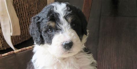 F1 Bernedoodles have high hybrid vigor and are healthier than their parents