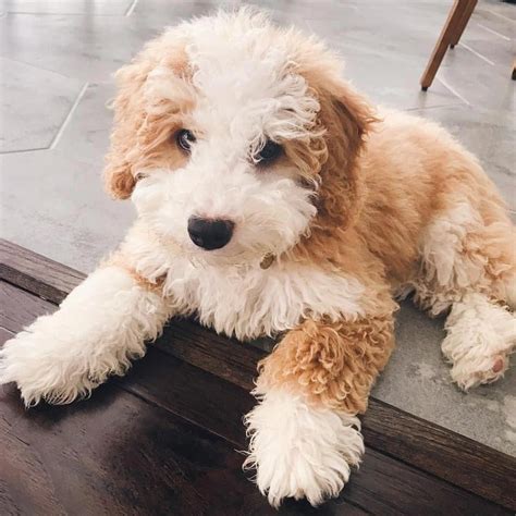  F1 Mini Bernedoodle puppies available for sale