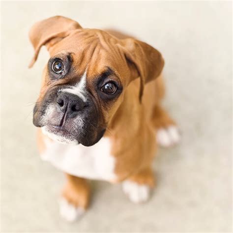  FAQs on Feeding a Boxer Puppy Boxer pups need extra care when it comes to their diet — here are some frequently asked questions with regards to feeding them properly: When do I switch to adult food for my Boxer puppy? By this time, you can slowly transition your puppy to adult food in portions