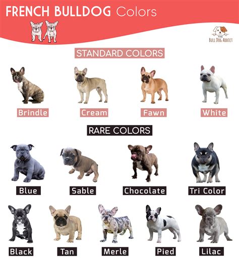  Fact: The American Kennel Club recognizes 11 official colors and patterns for French Bulldogs, including brindle, cream, and fawn