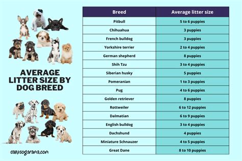  Factors that Affect Litter Size in Dogs Breed For instance, larger breeds like Great Danes or Saint Bernards tend to have larger litters than smaller breeds like chihuahuas or dachshunds