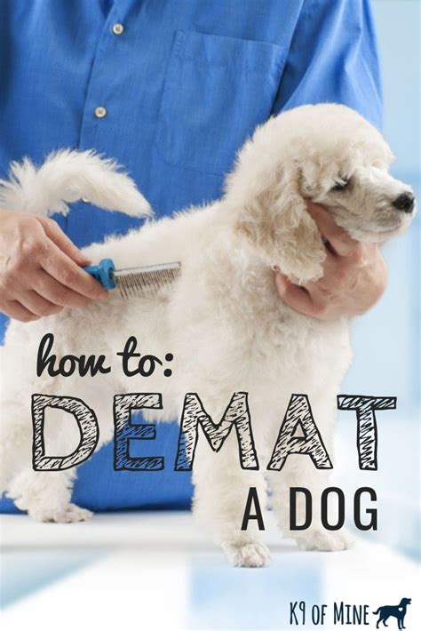 Failure to do so could lead to mats and tangles which can be painful for your dog