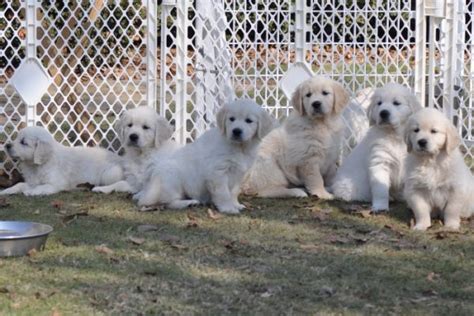  Families getting Summer Brook puppies can be assured of a quality well-socialized puppy for several reasons