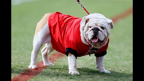  Famous Bulldogs: Bulldogs are often associated with mascots, and several universities and sports teams have Bulldog mascots