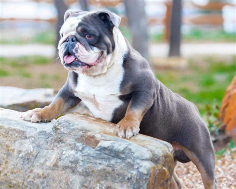  Far from a literal bully: English Bulldogs are generally very accepting of new people and pets alike! One of their most positive characteristics is their ability to quickly form lovable bonds with children
