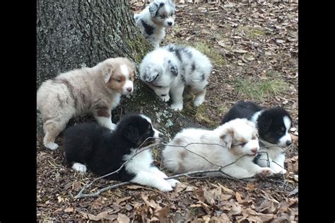  Farm puppies for sale just outside of Edmonton! Pups available for their new homes