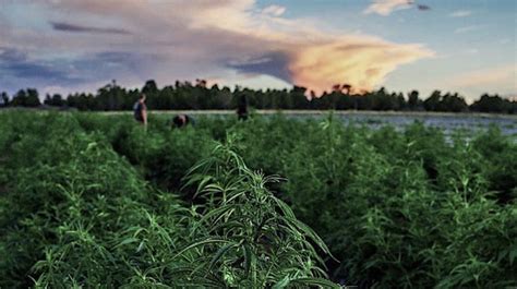  Farming The key to making high-grade hemp extracts is to start at the source