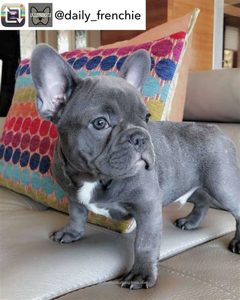  Farmville, Brindle 1 year old French Bulldog for sale