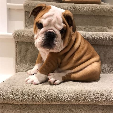  Fast forward to the present, the English Bulldog is now known as a sweet and dependable dog great for families and children