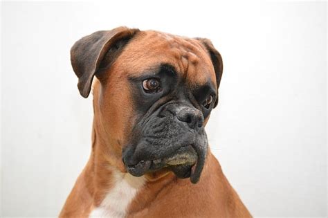  Fawn Boxer Dog Fawn coat color can exhibit a range of hues, including shades of yellow, tan, red, and mahogany