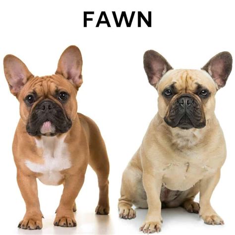  Fawn French Bulldogs, on the other hand, have a solid light tan or beige coat with no black hairs mixed in, and a uniform appearance throughout their body