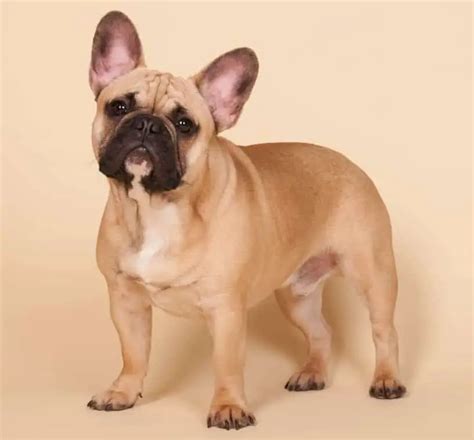  Fawn Frenchies can range from very light to very dark beige brown, when their fur is a mix of black and fawn it is considered brindle fur