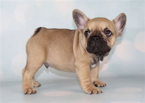  Fawn and White markings French Bulldog puppy