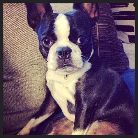  Featured Boston Terrier Mix Article