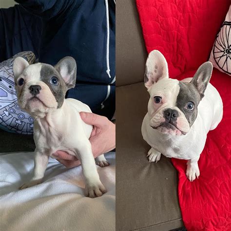  Featured French Bulldog Mix Article
